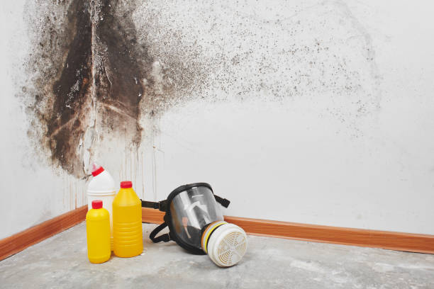 Peabody, MA Mold Removal Company