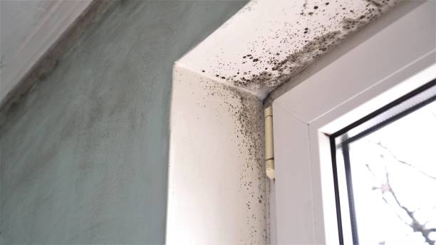 Mold Testing and Removal in Peabody, MA