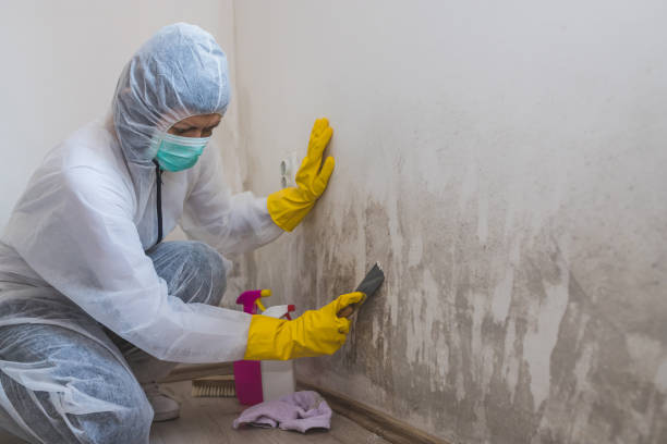 Best Mold Testing  in Peabody, MA