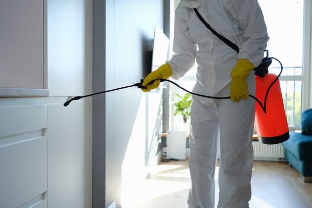 Attic Mold Removal in Peabody, MA