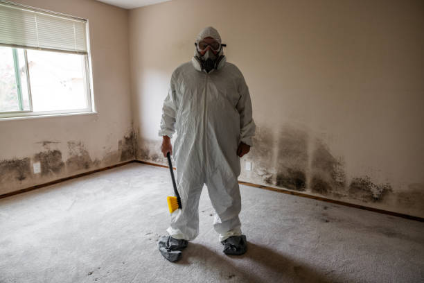 Best Attic Mold Removal  in Peabody, MA