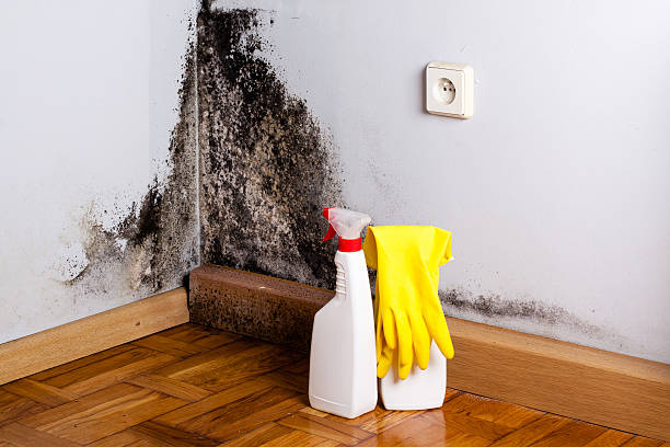  Peabody, MA Mold Removal Pros