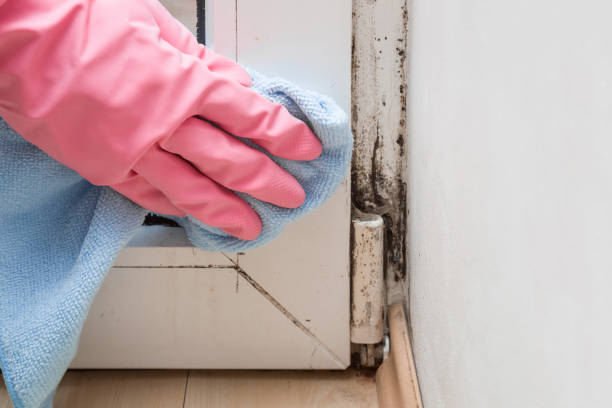 Mold Removal and Inspection in Peabody, MA