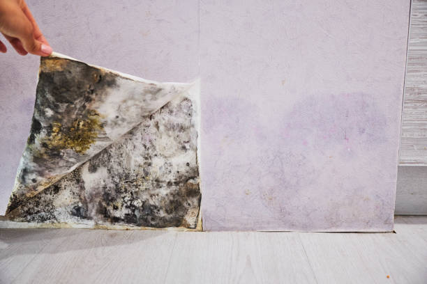 Best Best Mold Removal Companies  in Peabody, MA